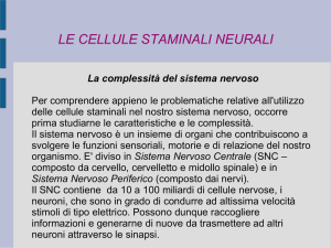 le cellule staminali neurali