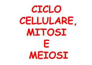 ciclo cellulare, mitosi e meiosi