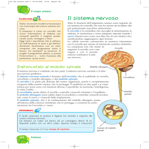 Il sistema nervoso - IHMC Public Cmaps (2)