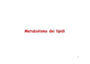 Metabolismo Lipidi