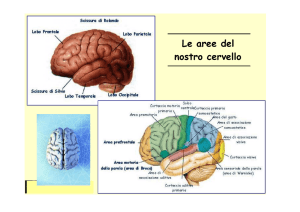 Le aree del nostro cervello