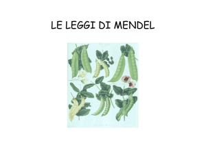 Mendel-1 (new v.)