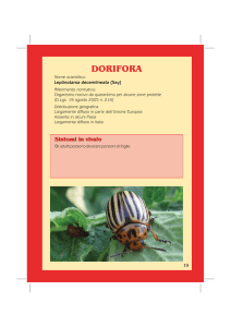 Dorifora - Agricoltura Regione Emilia