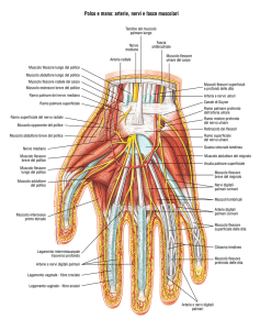 Polso e mano: arterie, nervi e fasce muscolari