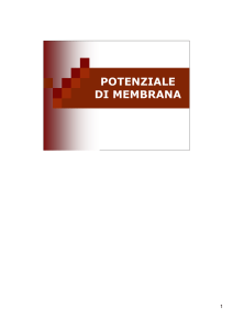 4-potenziale di membrana