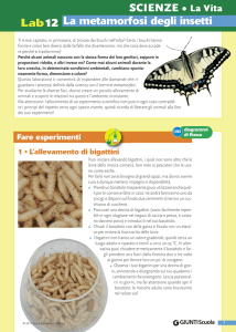 SCIENZE • La Vita Lab12 La metamorfosi degli insetti