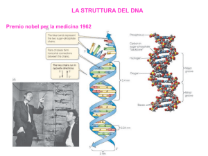 DNA polimerasi I