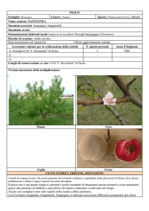 PESCO Famiglia: Rosaceae Genere: Prunus Specie: Prunus