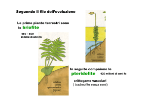 le briofite pteridofite