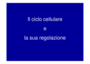 (Microsoft PowerPoint - Ciclo Cellulare e sua Regolazione [modalit