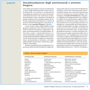 Decarbossilazione degli amminoacidi e ammine biogene