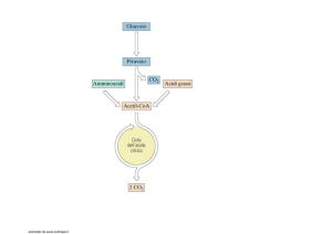 Il Ciclo di Krebs