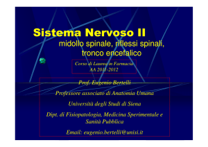 Sistema Nervoso 2