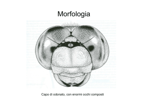 Morfologia esterna insetti - e