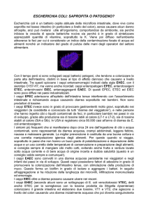 2012 01 09 Art.1 E.coli saprofita o patogeno