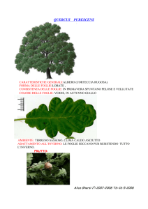 QUERCUS PUBESCEN