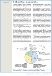 Il ciclo cellulare e la sua regolazione