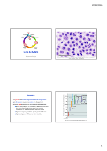 Diapositive sul ciclo cellulare