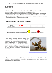 Fraxinus excelsior L. (Frassino maggiore) - Arpae Emilia