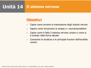 Il sistema nervoso - Simone Damiano Ph.D.