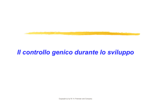 4. Contr genico nello sviluppo