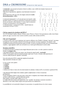 Il DNA e i cromosomi - IC San Francesco d`Assisi