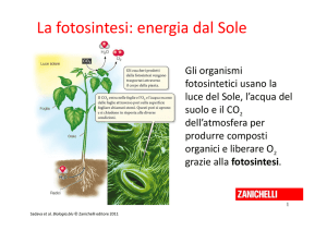 La fotosintesi: energia dal Sole