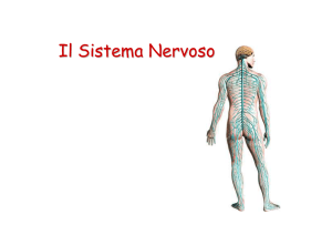 Il Sistema Nervoso