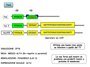 2-diap 2