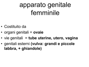 apparato genitale femminile