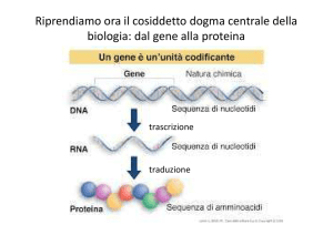 Genitica 2b