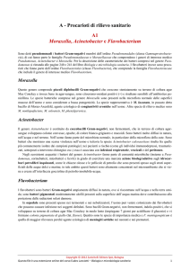 A1 - Moraxella, Acinetobacter e Flavobacterium