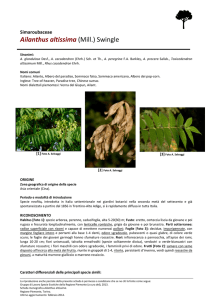 Ailanthus - Il Capoluogo