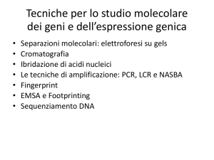 14-DNA ricombinante 3 BS