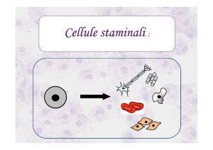 Cellule staminali