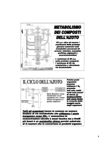 18 catabolismo ai sintesi degli aa - Progetto e