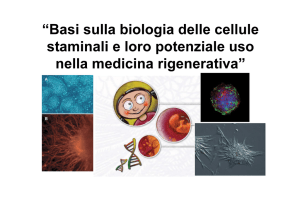 “Basi sulla biologia delle cellule staminali e loro potenziale uso