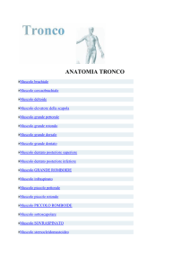 anatomia tronco - thaiboxefloris