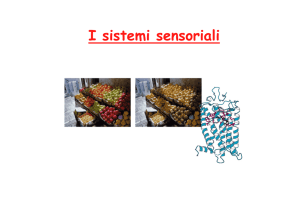8. I sistemi sensoriali vista-gusto-olfatto
