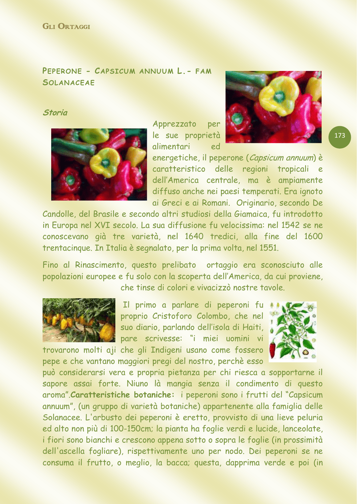 bianco Plastica-rapa Raphanus Sativus Radish verdure colore