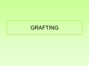 grafting - 2BFUNTEX