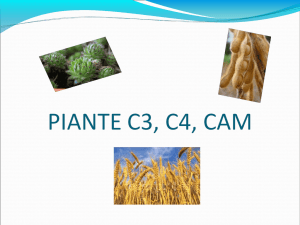 piante c3, c4, cam - IIS Roggiano Gravina