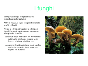 I funghi - Scuola secondaria Anna Frank Borgo d`Ale