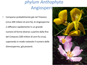 phylum Anthophyta Angiosperme