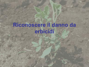 Riconoscere il danno da erbicidi