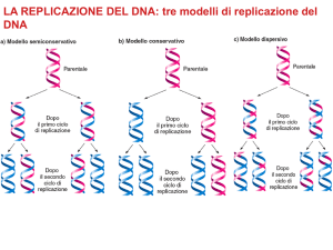 replicazione DNA modelli