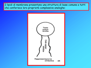 4 Lez Bioing 27.10.06