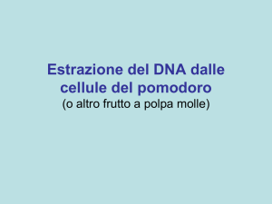 Estrazione del DNA
