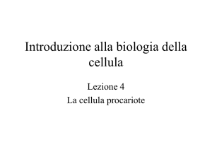 Lez. 4 cellula procariote