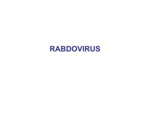 08 - rabdovirus